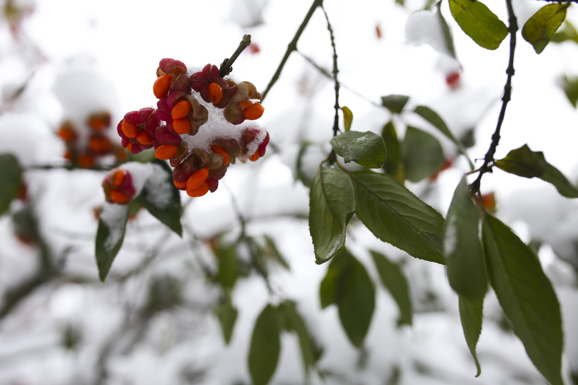 Puun oksa, jossa on vihreitä lehtiä ja lumisia, punaisia marjoja.