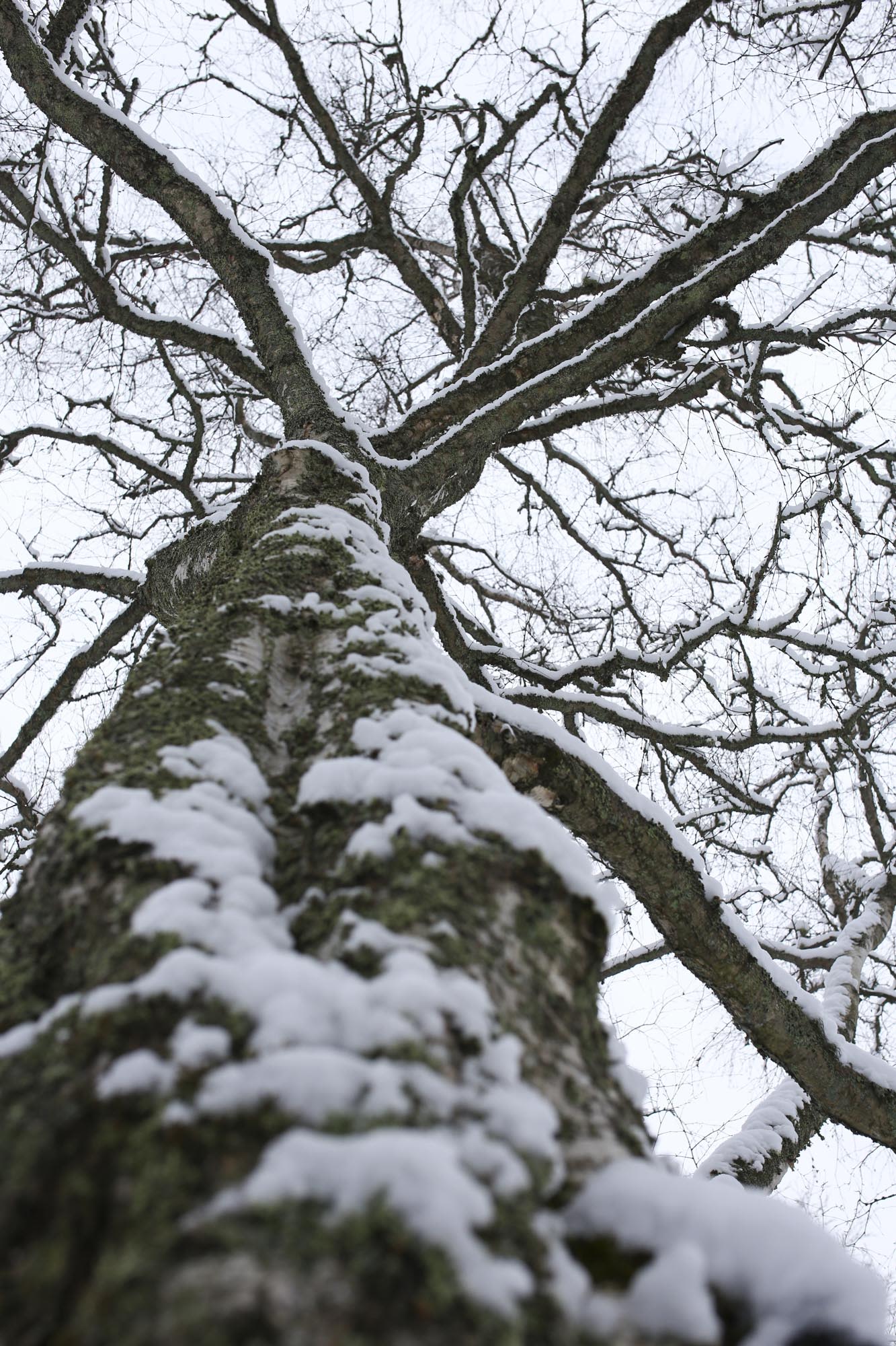 Lehdettömän puun runko, jossa on lunta.